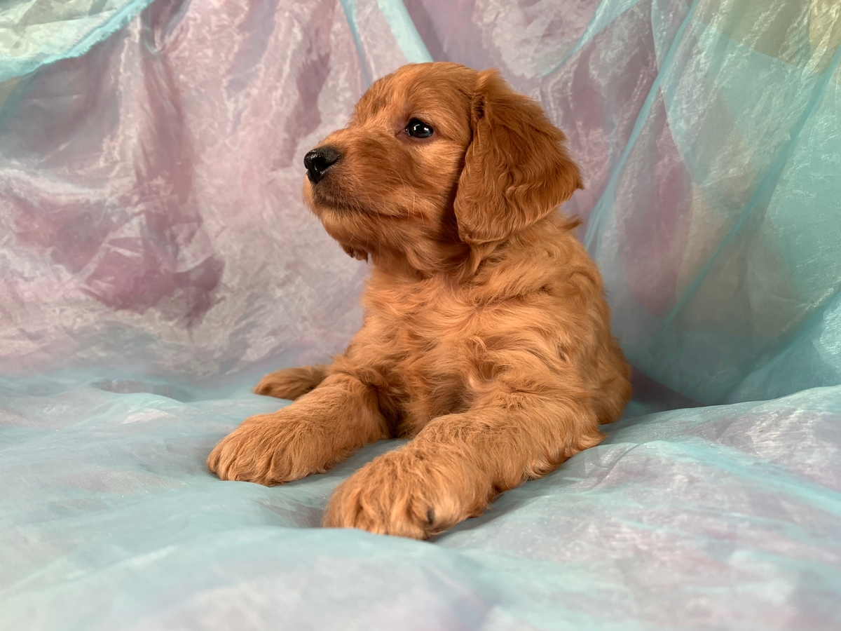 Miniature Goldendoodles-Male Puppy Born in North Iowa Ready Soon